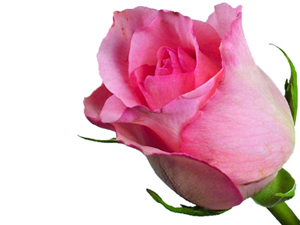 Kur'an ehli, Cennet ehlinini reisleridir