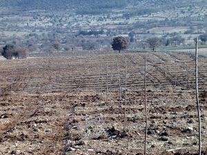 Dünyanın en büyük kiraz bahçesi Denizli'de kuruluyor
