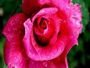 Soğuk hava çiçek ihracatını vurdu