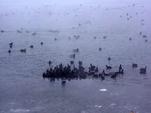 Buz tutan Mogan Gölü’ndeki kuşların yardımına vatandaşlar koştu