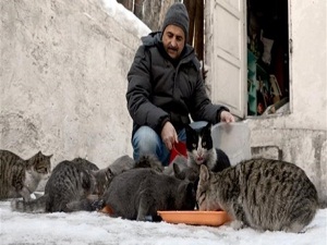 Kışın yiyecek bulamayan kedilere merhamet