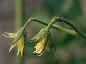 Soğuk hava, çiçek ihracatını vurdu