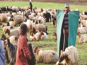 Çobanlık, sertifikalı meslek oluyor