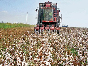 Pamukta 75 kuruş prim talebi