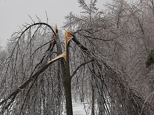 Kanada'da fırtına hayatı felç etti