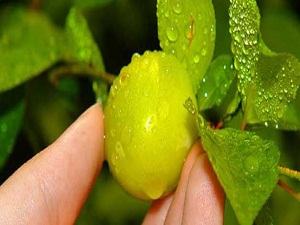 Eriğin fiyatı dudak uçuklatıyor!