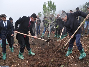 Balıkesir'de yaklaşık 3,5 milyon adet fidan dikilecek