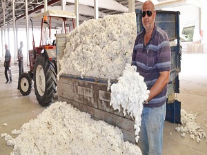 Zararlı böcekler rekolteyi düşürdü