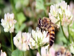 Türkiye'de Avrupa'daki kadar bitki turu var