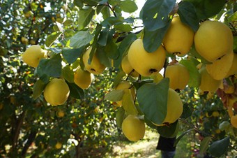 Türkiye ayva üretiminde dünya şampiyonu