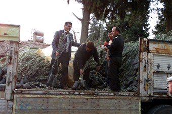 Çiftçiye yüzde 50 hibe destekli fidan dağıtıldı