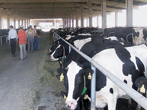 Büyükbaş hayvan çiftlikleri boşaldı, et krizi kapıda