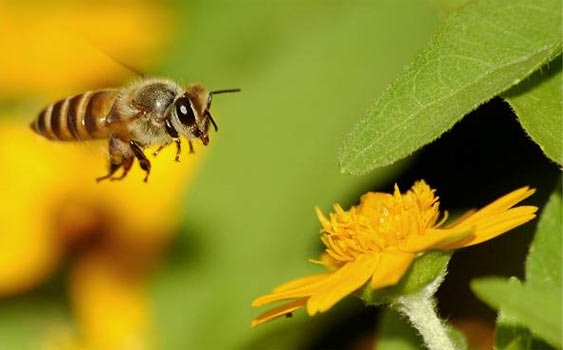 Tarımda zararlı maddeler yasaklandı, arıların ölümü durdu