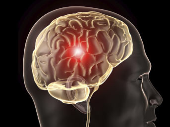 'Beyin' en gelişmiş hayatta kalma donanımıdır