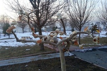 Kuşlar için ağaç dallarına ekmek astılar