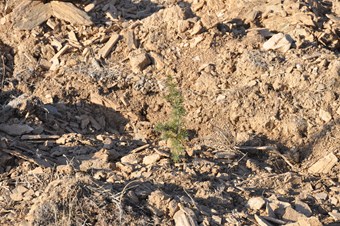 Termik santrallerden kaynaklanan hava kirliliği ağaçlandırma ile çözülüyor