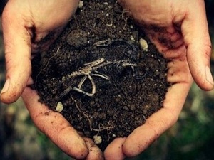 Hayvanların kemikleri bilime hizmet ediyor