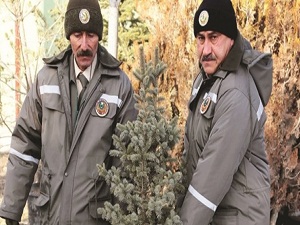 Yılbaşında kaçak çam kesme yeni fidan dik