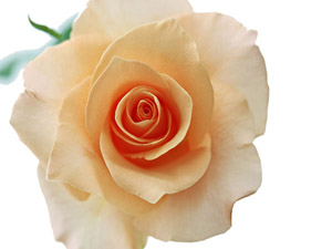 Resûlullah (asm) çocuklara selâm verirdi