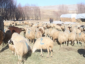 Besiciye 300 TL’lik destek sürecek