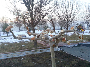 Kuşlar için ağaç dallarına ekmek astılar