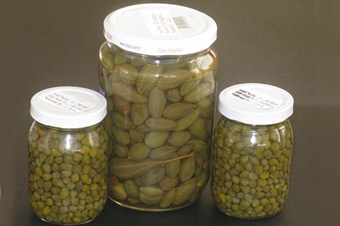 Turpgiller kanserden koruyor