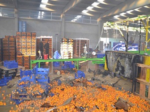 Narenciye çiftçinin elinde kaldı