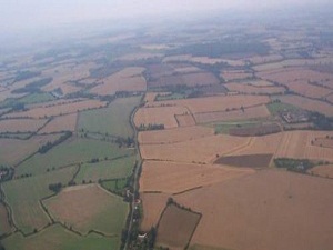 Yağmur buğdaya can suyu oldu