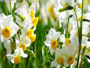 Kuraklık nergis yetiştiricilerini vurdu