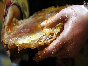 Türkiye, çam balında altın yılını yaşadı