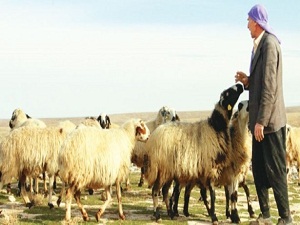Çözüm göçerlerin umudunu arttırdı