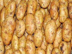 Patates ile ilgili korkutan tahmin