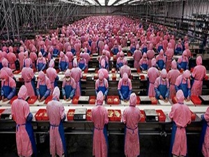 2,5 milyon tavuktani enerji üretilecek