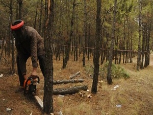 Ormanlara bakım çalışması yapılıyor