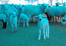 Romanov Koyunu Mersinin Yüzünü Güldürecek