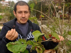 Karadut Kış Ortasında Meyve Verdi