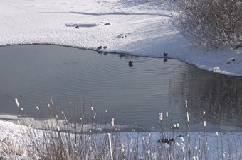 Kura Nehri'nin sevimli misafirleri