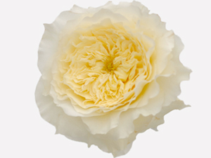 En faziletli amel helal kazançtır