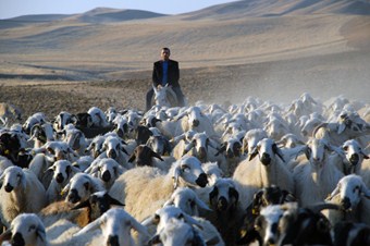 Sertifikalı Çobanlar Geliyor