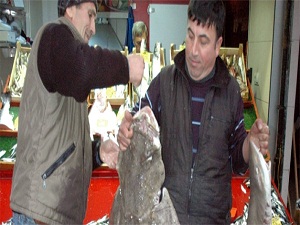 Hamsi ağlarına köpekbalıkları takıldı