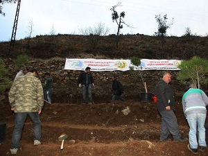 Yanan ormanlar yeniden ağaçlandırılıyor