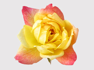 Allah bir kulu sevdi mi, onu dünyadan korur