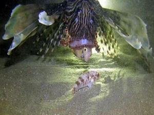 Aslan balığını hiç böyle görmediniz