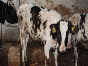 Dikkat bu köylerde Afrika hastalığı var