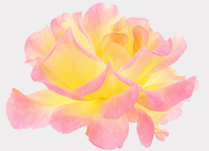 Dört şey geçmiş peygamberlerin sünnetlerindendir