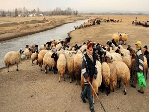 Üç bin lira maaşla çoban bulamıyorlar