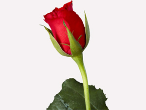 Allah her ne hastalık indirmişse devasını da indirmiştir