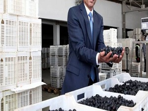 Marmarabirlik'ten 2013'te rekor kar