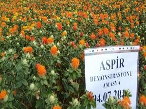 Aspir desteği üretimi katlayacak