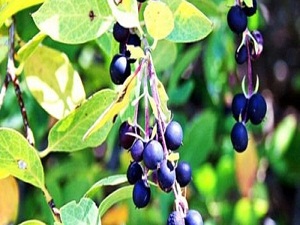 Güçlü hafıza için bu iki meyveden vazgeçmeyin